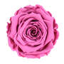 Infinity Rose XL 6-7cm konserviert stabilisiert haltbar Rosenkopf ewige Bl�te