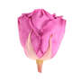 Infinity Rose XL 6-7cm konserviert stabilisiert haltbar Rosenkopf ewige Bl�te