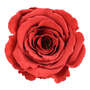 Infinity Rose XL 6-7cm konserviert stabilisiert haltbar Rosenkopf ewige Bl�te