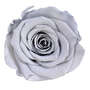Infinity Rose XL 6-7cm konserviert stabilisiert haltbar Rosenkopf ewige Bl�te