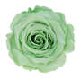 Infinity Rose XL 6-7cm konserviert stabilisiert haltbar Rosenkopf ewige Bl�te