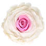Infinity Rose XL 6-7cm konserviert stabilisiert haltbar Rosenkopf ewige Bl�te