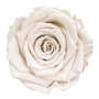 Infinity Rose XL 6-7cm konserviert stabilisiert haltbar Rosenkopf ewige Bl�te