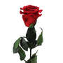30x Infinity ewige Rose XL Stiel 60cm konserviert stabilisiert haltbar langstielig