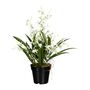 Knstliche Orchidee Dancing Queen 60cm - Pflegeleichte Deko in Gelb & Wei-Grn