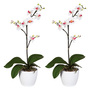 2er Set Kunstorchideen Phalaenopsis Cassandra 55 cm Wei-Lila in Keramiktopf 11 cm 