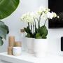 Kolibri Orchideen | Weie Phalaenopsis Orchidee 12cm - Blhende Zimmerpflanze frisch vom Zchter
