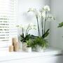 Kolibri Orchideen | Weie Phalaenopsis Orchidee 12cm - Blhende Zimmerpflanze frisch vom Zchter