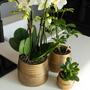 Kolibri Orchidee | Orange Phalaenopsis-Orchidee Las Vegas im goldenen Groove-Ziertopf 12c