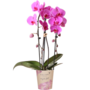 Kolibri Orchids | rosa Phalaenopsis Orchidee - Niagara Fall - Topfgre 12cm | blhende Zimmerpflanze - frisch vom Zchter