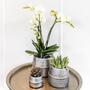 Kolibri Company - Pflanzenset Groove Silber | Weie Phalaenopsis und Crassula Ovata im Ziertopf