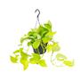 Epipremnum Golden Pothos - Scindapsus Pflanze im Topf 15 cm, Hhe 25 cm - Beliebte Zimmerpflanze