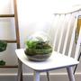 Flaschengarten DIY Set mit einem 20 cm hohen Glasdome fr Ihr eigenes Mini-kosystem gestalten