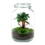 Do-It-Yourself Flaschengarten Set mit Ficus Ginseng Bonsai - 28 cm hoch fr jedes Zuhause