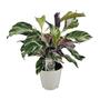 Calathea White Fusion - Zimmerpflanze im 14cm Topf - Hhe 40cm - Pflegeleicht und attraktiv