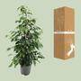 Ficus benjamina Danielle - 21cm - ?95cm