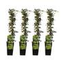 4x - Hedera helix - ?65cm - 15
