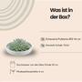 ROOTLESS Succulent Echeveria Pulidonis in Schale grn 20 cm - ?5 cm