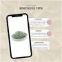 ROOTLESS Succulent Echeveria Pulidonis in Schale grn 20 cm - ?5 cm