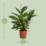 Spathiphyllum Vivaldi - 17cm - ?70cm