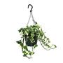 Scindapsus (Epipremnum) NJoy - Pflegeleichte Zimmerpflanze 15cm, Hhe 35cm fr Ihr Zuhause