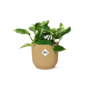 Scindapsus (Epipremnum) Marble Queen in ELHO Vibes Fold 14cm geel