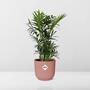 Chamaedorea Elegans im ELHO Vibes Fold 14cm in Rosa - Elegante Zimmerpflanze fr Ihr Zuhause