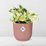 Epipremnum Pinnatum Happy Leaf im ELHO Vibes Fold 14 cm in Rosafarbene Blumentpfe fr jeden Rau