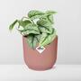 Scindapsus Pictus Trebie - Zimmerpflanze in ELHO Vibes Fold 14cm in ansprechendem Rosaton