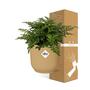 Asplenium Parvati in ELHO Vibes Falttopf 14cm gelb - Pflegeleichte Zimmerpflanze fr Ihre Wohnung