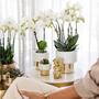 Kolibri Orchids | weie Phalaenopsis Orchidee - Amabilis + Elite Topf Gold - Topfgre 9cm - 35cm hoch | blhende Zimmerpflanze - frisch vom Zchter