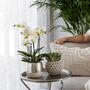 Kolibri Orchids | weie Phalaenopsis Orchidee - Amabilis + Elite Topf silber- Topfgre 9cm - 35cm hoch | blhende Zimmerpflanze - frisch vom Zchter
