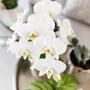 Kolibri Orchids | weie Phalaenopsis Orchidee - Amabilis + Elite Topf silber- Topfgre 9cm - 35cm hoch | blhende Zimmerpflanze - frisch vom Zchter
