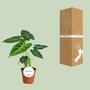 Alocasia Frydek