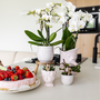 Kolibri Greens | Calathea Makoyana - Wunderschne grne Zimmerpflanze - Frisch vom Zchter - 6c