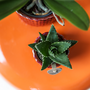 Kolibri Home | Diamond Pearl Dekotopf - Rot - 6 cm - Ein Hauch von Luxus fr Ihr Zuhause!