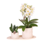 Kolibri Company | Pflanzenset Star Fish small | Weie Phalaenopsis Orchidee Lausanne und Sukkulente inkl. Keramik-Ziertpfe auf weiem organischen Tablett