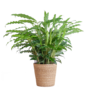 Calathea Rufibarba mit Sofia-Korb natur - 55cm - 17