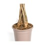 Pachira Aquatica Geldbaum in 19cm Topf - edle Pflanzen fr Ihr Zuhause, Hhe 80c