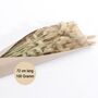 Strau� Lagurus 100g 72 cm Trockenblumen Schilfgras Deko