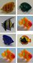 7331 Fische 8-er SET f�r Wassers�ulen und DEKO