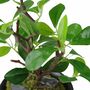 Dekopflanze gr�n in Keramikschale 30cm Ficus Gr�npflanze Feige Kunstpflanze