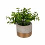 Deko-Kr�uter im Zementtopf in grau gold Kunstblume Dekoration Gr�npflanze 