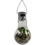 LED Glas Glhbirne zum Hngen mit Sukkulente  9 x H 18 cm