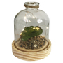LED Glas Flasche mit Holzboden mit Sukkulente 12,5x H17,5cm 