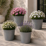 4 Stk. Blumentopf Pflanzgef�� Balkontopf Pflanztopf verzinkt 17xH15cm