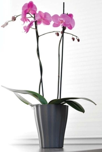 Orchideentopf Orchideen�bertopf  OLA  16cm