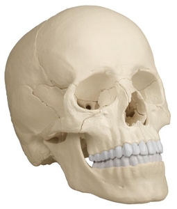 anatomisches Modell, Schdel, skull Osteopathie, 22 Teile, natrliche Farbe