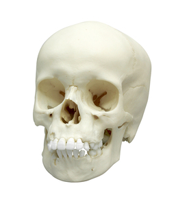 Kindersch�del, 9-j�hrig