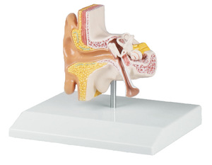 Ohrmodell, anatomisches Modell Ohr, Otoskopie, 1,5-fach